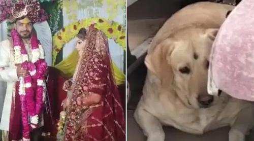 ভারতে কনের পোষা কুকুরকে আঘাত করায় সংঘর্ষ, বিয়ের অনুষ্ঠান পণ্ড