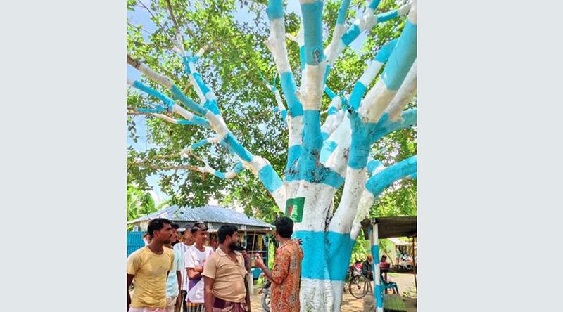 আর্জেন্টিনার পতাকার আদলে গাছ রাঙালেন ভক্ত