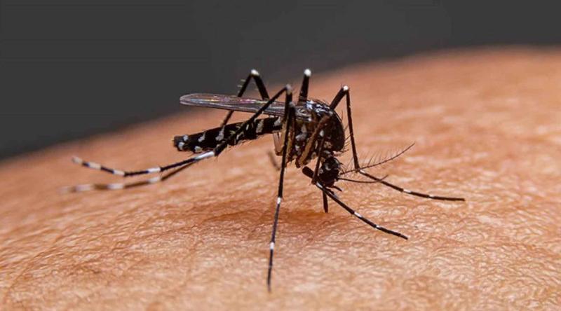 ডেঙ্গু নিয়ে হাসপাতালে ভর্তি আরও ২৭১ জন