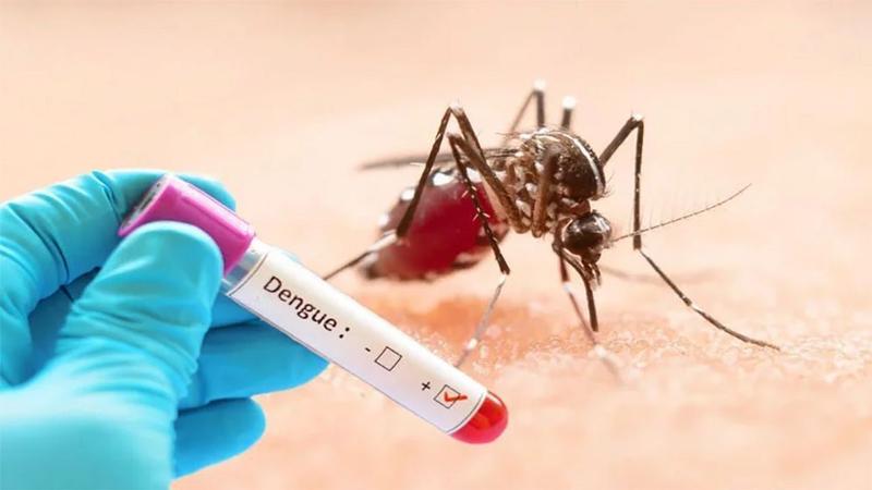 ডেঙ্গুতে একদিনে ৩ জনের মৃত্যু, হাসপাতালে ভর্তি ২৫১