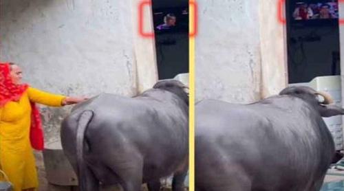 টিভি বা মোবাইলে রিল না দেখালে ‘মাথা নষ্ট’ হয়ে যায় এই মহিষের!