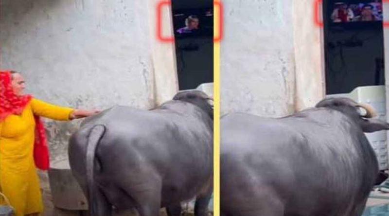 টিভি বা মোবাইলে রিল না দেখালে ‘মাথা নষ্ট’ হয়ে যায় এই মহিষের!