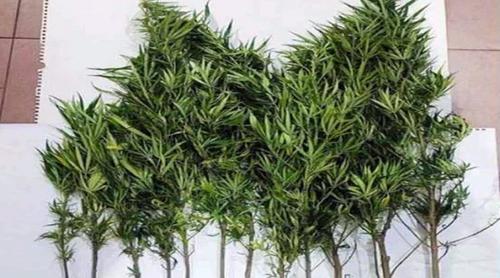 বাড়িতে ফুলের টবে গাঁজা চাষ করতেন লোকমান