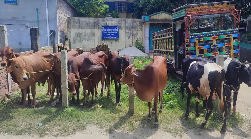 ভারতীয় গরু নিলামকে কেন্দ্র করে বিএনপি-জামায়াত হাতাহাতি