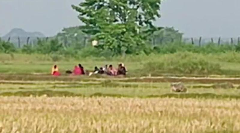 বেনাপোল সীমান্তে বিএসএফের পুশইন করা ১০-১২ জন নারী-পুরুষের শূন্যরেখায় অবস্থান