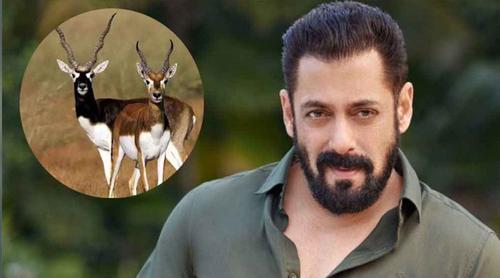 চলচ্চিত্রে সালমানের ‘হরিণ হত্যা’র ঘটনা, পরিচালক ও প্রযোজককে আইনি নোটিশ