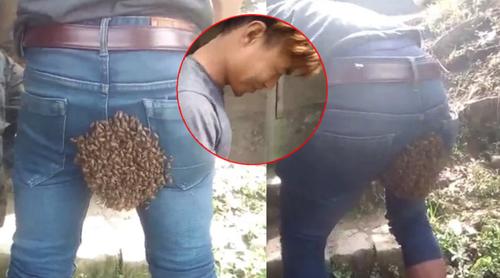 প্যান্টে বসলো রানি মৌমাছি, মুহূর্তে যুবকের পশ্চাৎদেশে চাক বাঁধলো মৌমাছির ঝাঁক!