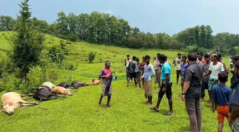 বজ্রাঘাতে প্রাণ গেল চা শ্রমিক পরিবারের ১৩ টি গরু ও ১টি মহিষের