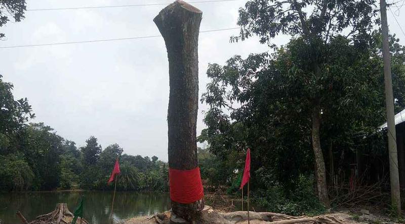 কেটে ফেলার পর ‘উঠে দাঁড়াল গাছ’, আগরবাতি-মোমবাতি নিয়ে মানুষের ভিড়