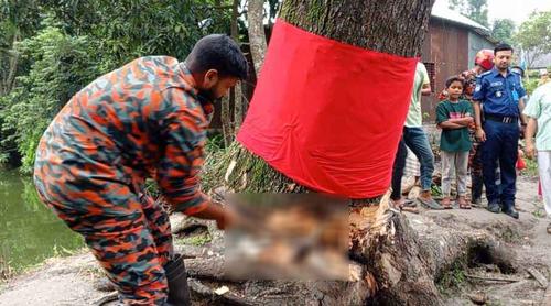 কেটে ফেলা হলো ‘উঠে দাঁড়ানো’ সেই গাছ