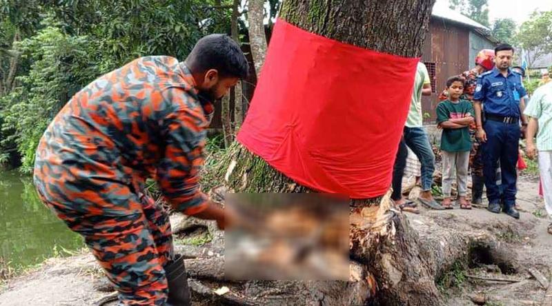 কেটে ফেলা হলো ‘উঠে দাঁড়ানো’ সেই গাছ