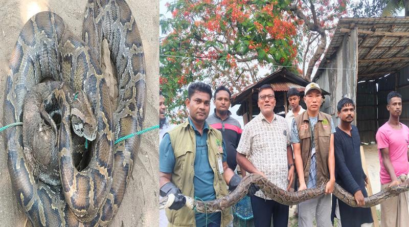 মিয়ানমারের অজগরটি টেকনাফ জঙ্গলে অবমুক্ত