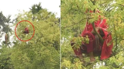 কুড়িগ্রামে আবারও তেঁতুলগাছের মগডালে এক নারী