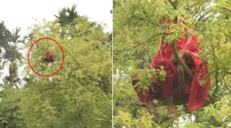 কুড়িগ্রামে আবারও তেঁতুলগাছের মগডালে এক নারী