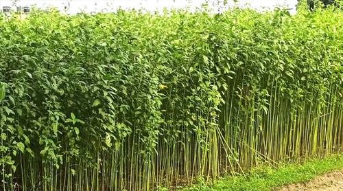 পাটক্ষেত থেকে জামায়াত কর্মীর মরদেহ উদ্ধার