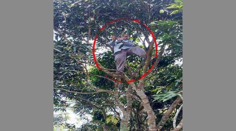 অনলাইনে হাজিরা দিতে জীবনের ঝুঁকি নিয়ে গাছের মাথায় শিক্ষক, নেট দুনিয়ায় ভাইরাল!