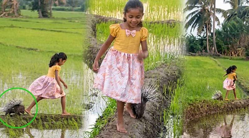 শিশুর কোলে গন্ধগোকুল, পেছনে সজারু: ভাইরাল ভিডিওর আসল ঘটনা