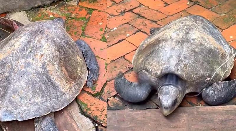 মাদারীপুরে সাড়ে ৩২ কেজি ওজনের সামুদ্রিক কচ্ছপ উদ্ধার