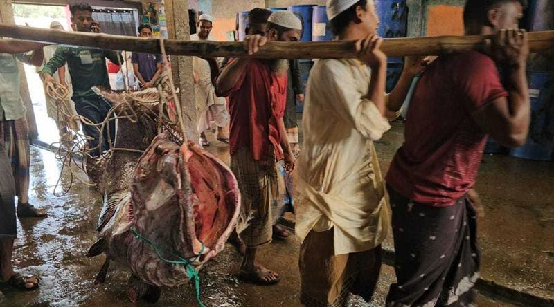 সেন্টমার্টিনে ধরা পড়ল বিশাল আকৃতির ‘বোল মাছ’