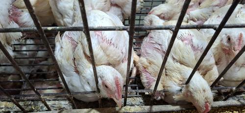 সপ্তাহের ব্যবধানে ব্রয়লার কেজিতে বেড়েছে ৫০–৬০ টাকা