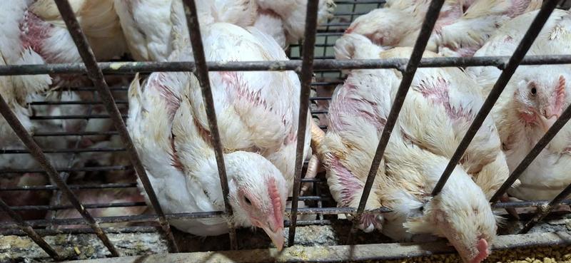 সপ্তাহের ব্যবধানে ব্রয়লার কেজিতে বেড়েছে ৫০–৬০ টাকা