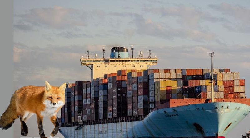 জাহাজে লুকিয়ে ইংল্যান্ড থেকে যুক্তরাষ্ট্রে শিয়াল