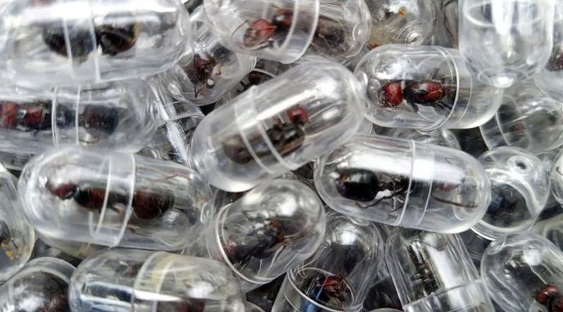 ২০০০ রানি পিঁপড়া পাচারের চেষ্টা, চীনা নাগরিক গ্রেপ্তার