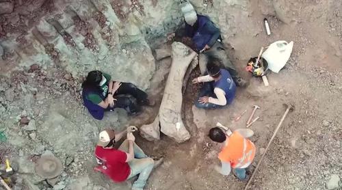 ব্রাজিলে মিলল নতুন প্রজাতির বিশালাকার ডাইনোসরের জীবাশ্ম!