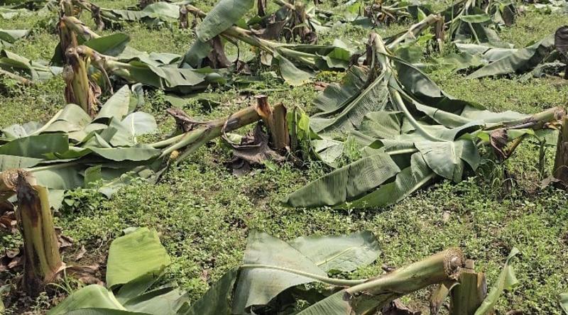 ঠাকুরগাঁওয়ের ৬০০ গাছ কেটে ফেলার অভিযোগ