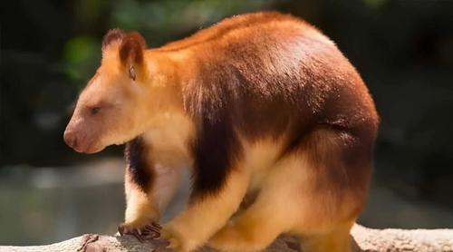 দীর্ঘ ৯০ বছর দেখা মিলল বিলুপ্ত মনে করা ট্রি ক্যাঙ্গারুর