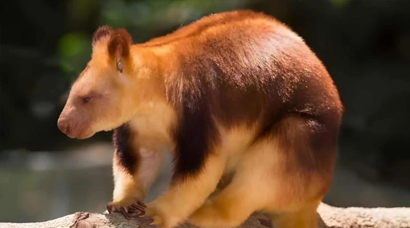 দীর্ঘ ৯০ বছর পর দেখা মিলল বিলুপ্ত মনে করা ট্রি ক্যাঙ্গারুর