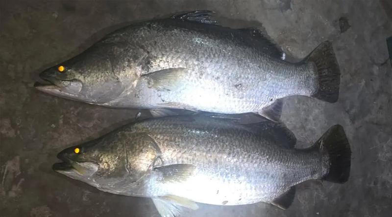 নোয়াখালীর পুকুরে মিলল ২৬ কেজির দুই কোরাল মাছ