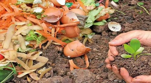 রান্নাঘরের বর্জ্য থেকেই বানাতে পারেন জৈব সার