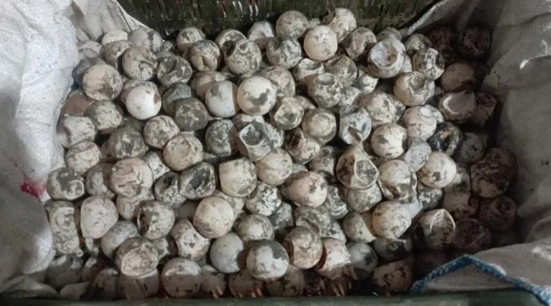 মিয়ানমারে পাচারের সময় ৯০০ কচ্ছপের ডিম উদ্ধার