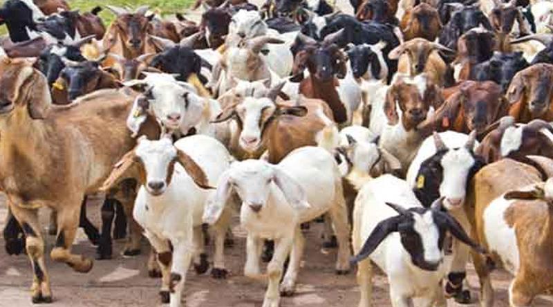 বাসের বক্সে দম বন্ধ হয়ে প্রাণ গেল ৪৭ ছাগলের