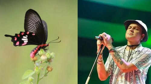 প্রয়াত সংগীতশিল্পী জুবিন গার্গ-এর স্মৃতিতে প্রজাপতির নামকরণ!