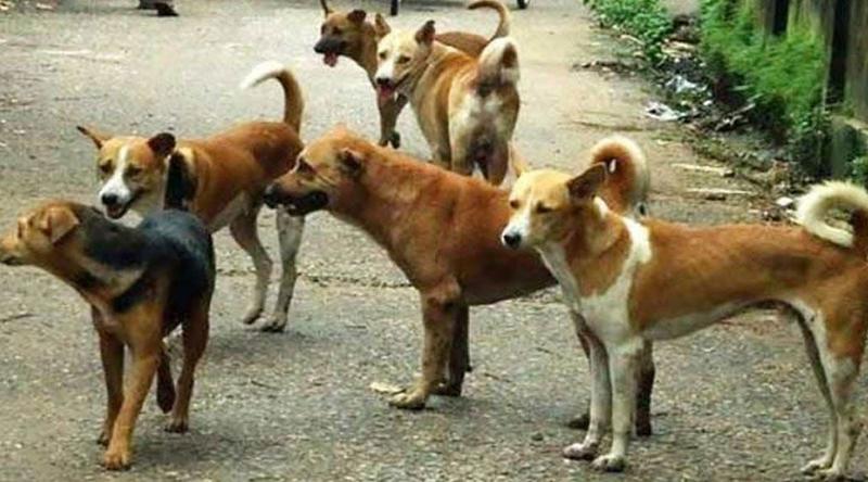 বেওয়ারিশ কুকুরের দৌরাত্ম্যে অতিষ্ঠ নিকুঞ্জ-টানপাড়ার বাসিন্দারা