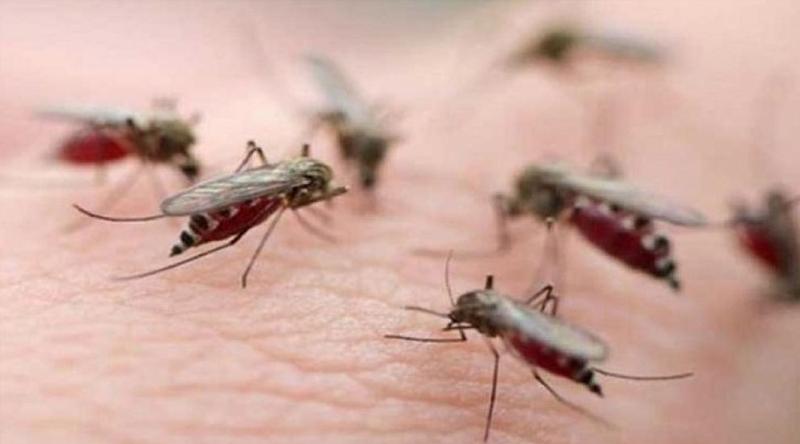 মশা মারতে পুরস্কার ঘোষণা