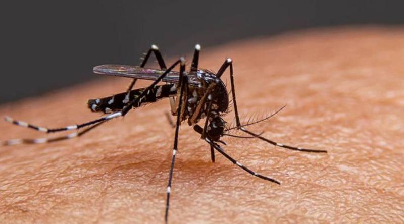 সারাদেশে ডেঙ্গুতে আক্রান্ত হয়ে আরও ২৭ জন হাসপাতালে ভর্তি