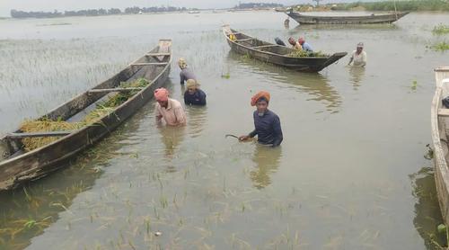 সুনামগঞ্জে আগাম বন্যার শঙ্কা, দ্রুত ধান কাটার পরামর্শ পাউবোর