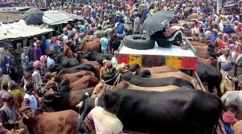 কোরবানির পশুর কোনো ঘাটতি নেই, উদ্বৃত্ত থাকতে পারে ২২ লাখের বেশি: মন্ত্রী