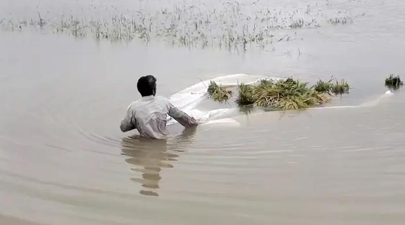 কিশোরগঞ্জে নতুন করে তলিয়েছে আরও ২৫০০ হেক্টর জমির ধান