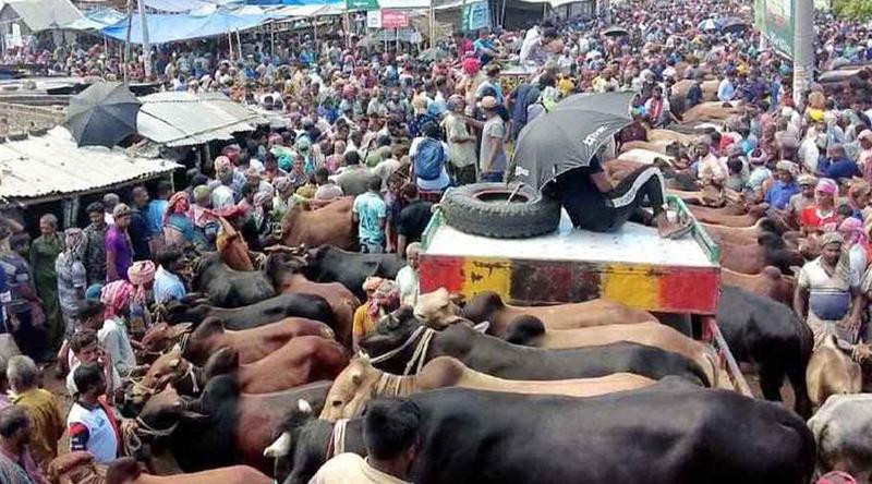 ঢাকায় বসছে ২৮টি কুরবানির পশুর হাট, স্বচ্ছ টেন্ডারে কঠোর অবস্থানে কর্তৃপক্ষ
