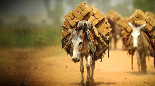 আজ বিশ্ব গাধা দিবস