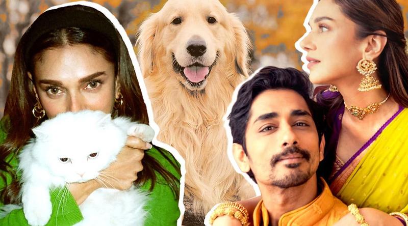 মুখটা পুরো গোল্ডেন রিট্রিভারের মতো:  সিদ্ধার্থ