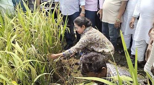 শেরপুরে কৃষকের সঙ্গে ধান কাটলেন এমপি প্রিয়াঙ্কা