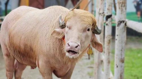 এবার কোরবানির অপেক্ষায় ‘ডোনাল্ড ট্রাম্প’