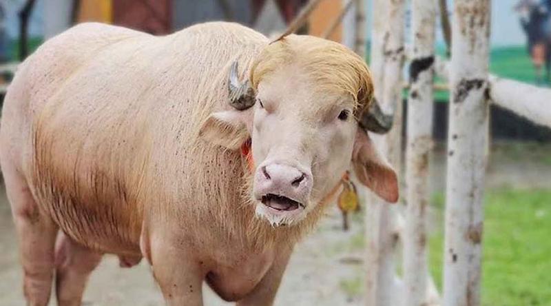 এবার কোরবানির অপেক্ষায় ‘ডোনাল্ড ট্রাম্প’