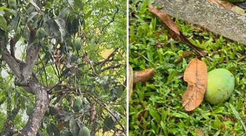 পড়ে থাকা আম কুড়ালে ৫ লাখ টাকা জরিমানা