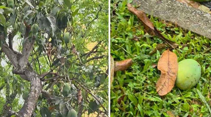 পড়ে থাকা আম কুড়ালে ৫ লাখ টাকা জরিমানা